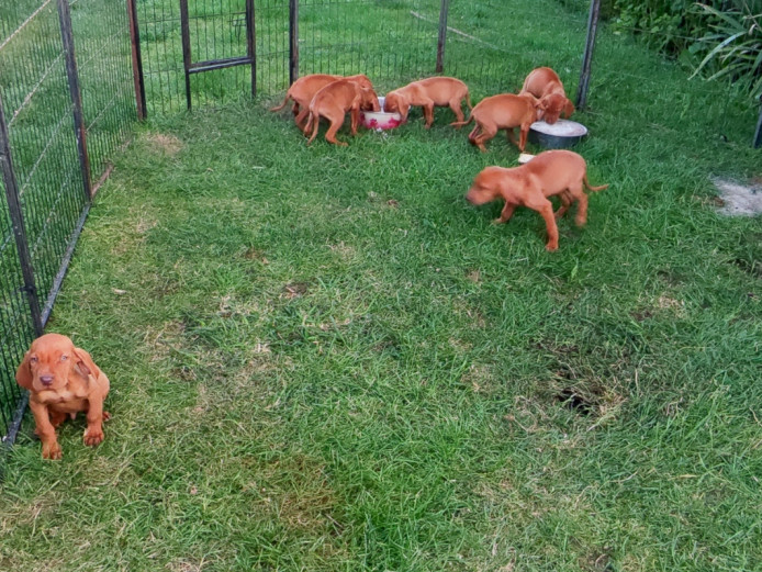 KC registered Hungarian Vizsla Puppies