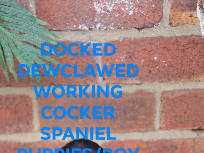 KC REGISTERED WORKING COCKER SPANIEL PUPPIES, HEALTH TESTED CLEAR 