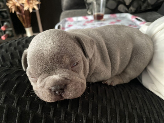 Kc registered French bull dog pups 