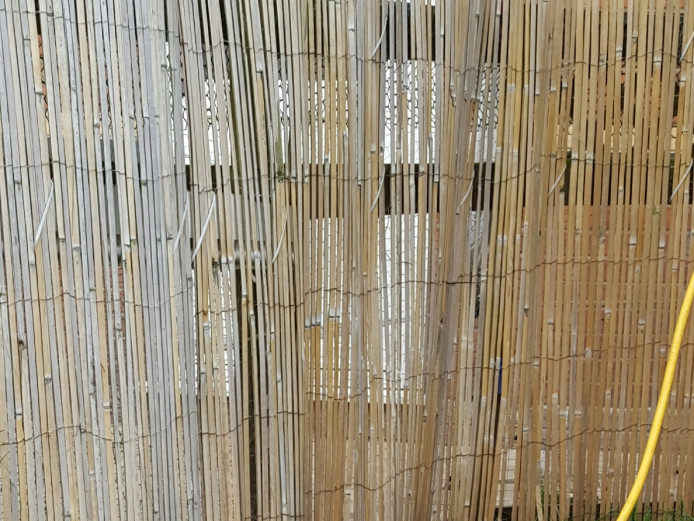 Stunning ChiShi Puppy