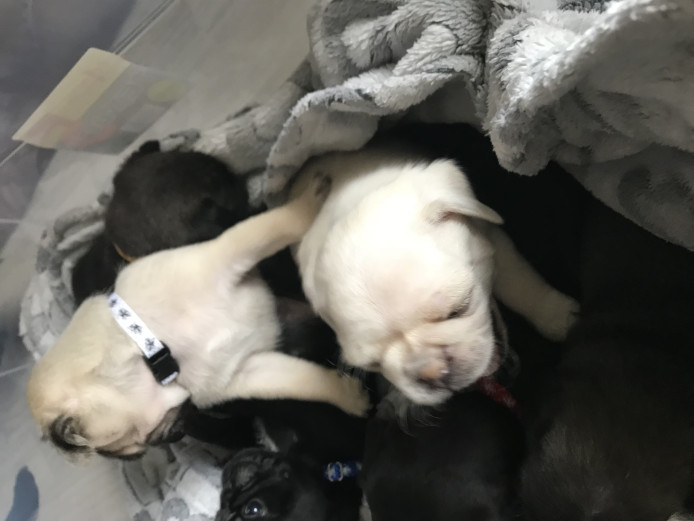7/8th pug puppies