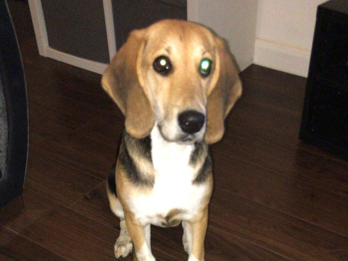 Tallullah the beagle for sale