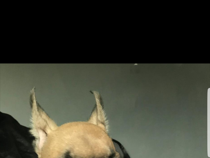 French Bulldog Puppies available now 