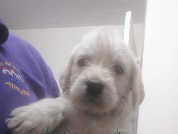 Beautiful F1 labradoodle puppies