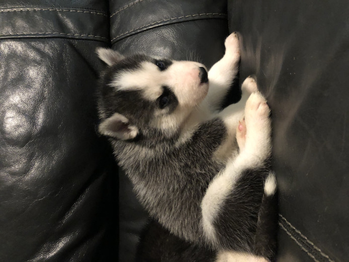 5 week old Siberian Husky Puppy 