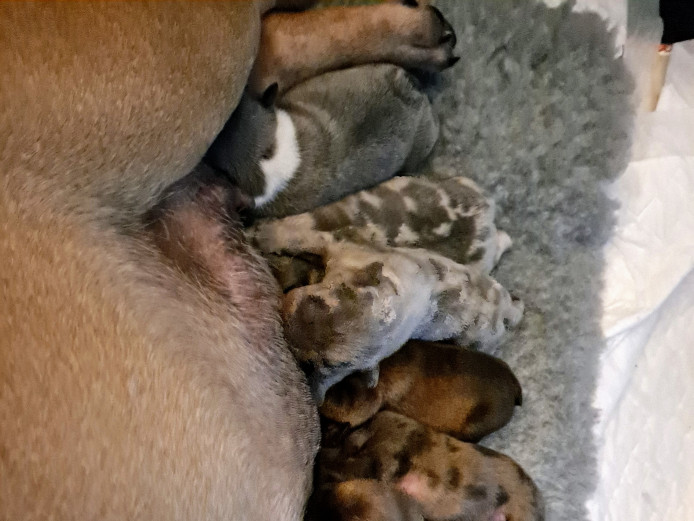 Born on the 2nd May stunning mixed litter 7 boys 