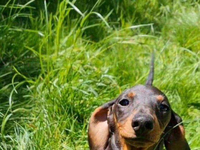 Beautiful Dachshund puppies 