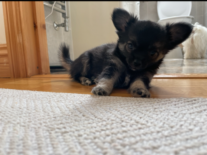 Stunning & super small KC reg long-haired chihuahua boy 