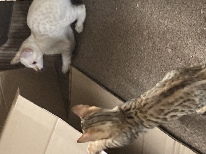 STUNNING TICA REGISTERED BENGAL KITTENS 