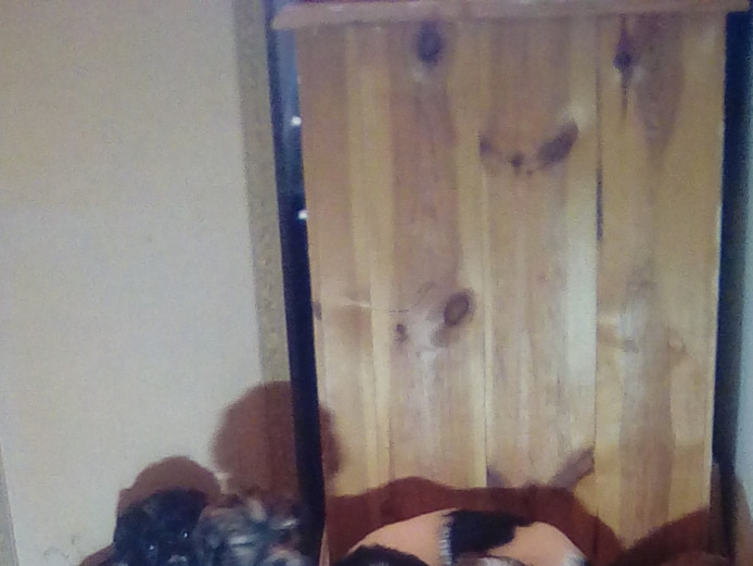 Gorgeous shih tzu puppies for sale