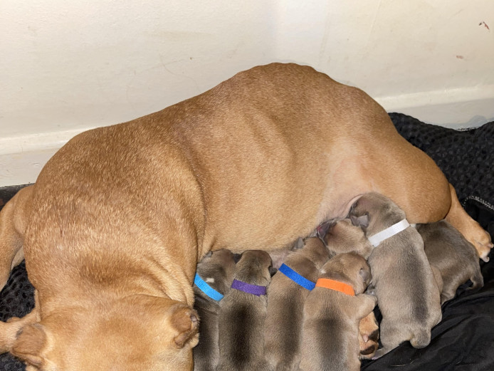 American Pocket Bully Pups