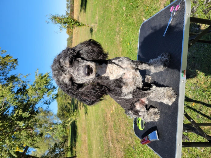 Akc Miniature Poodle