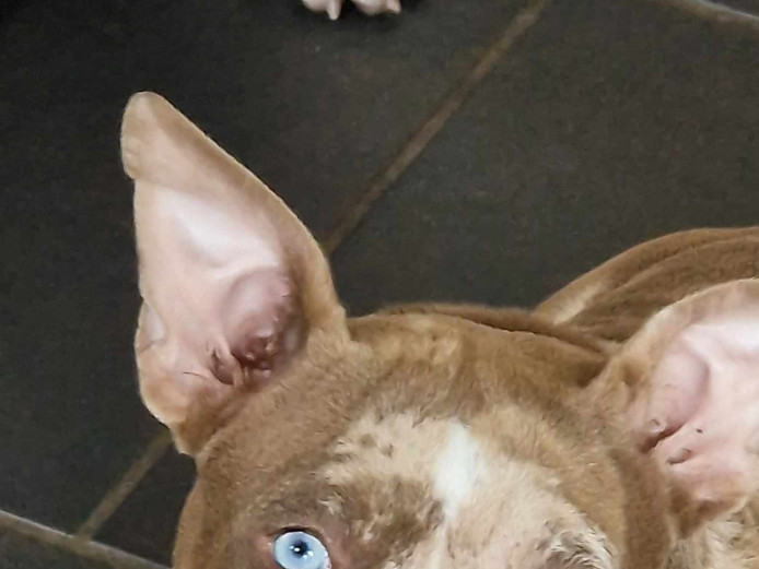 OUTSTANDING MICRO BULLS