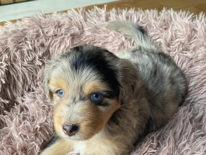 Aussiedoodle puppies- VERY RARE IN THE UK