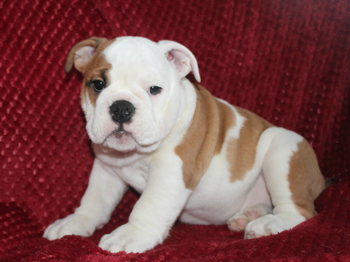 British Bulldog puppies Kc Registered