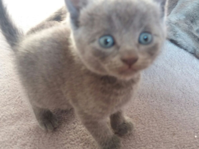 Russian Blue kittens Russian Blue for Sale Near Me in post office