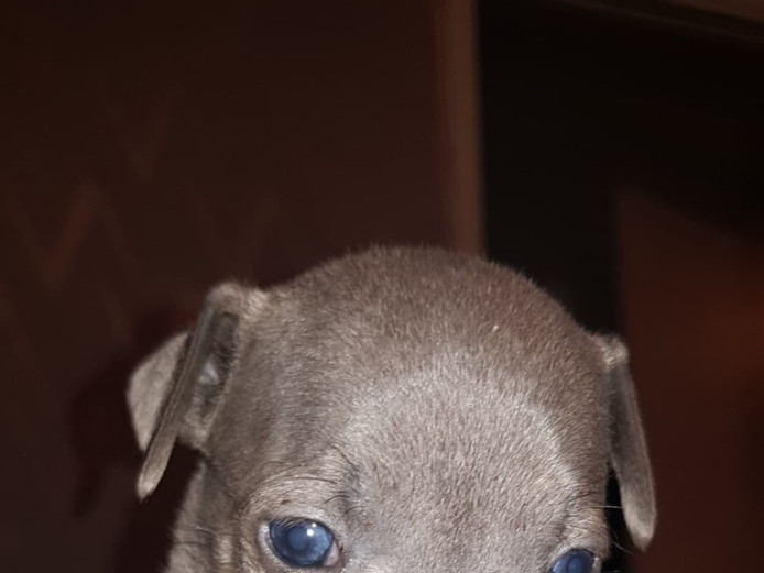 KC Blue amd blue fawn Staffordshire bull terrier pups