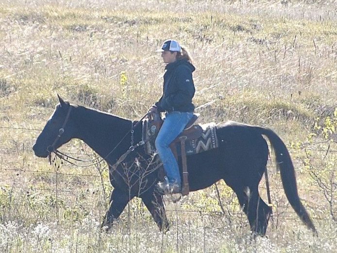 Pretty well,  quarter horse gelding - black grade