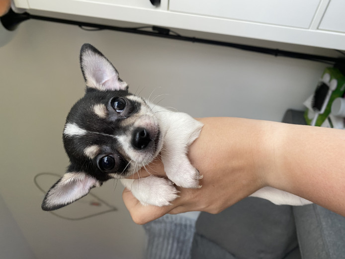 Beautiful tri-coloured Chihuahua boy!