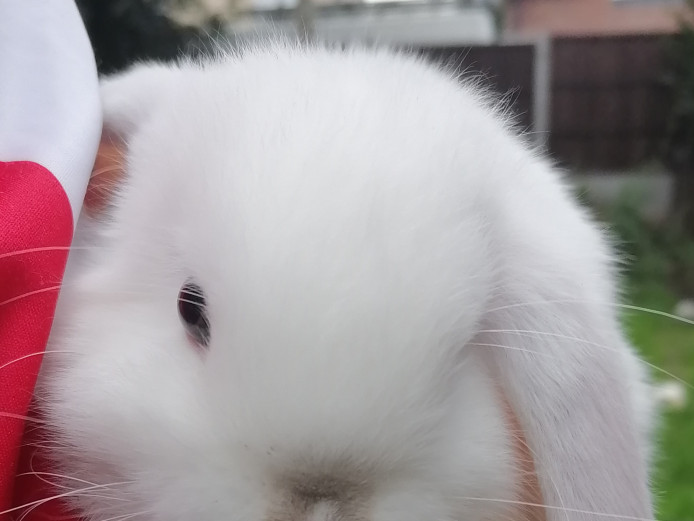 Baby mini lop rabbit 
