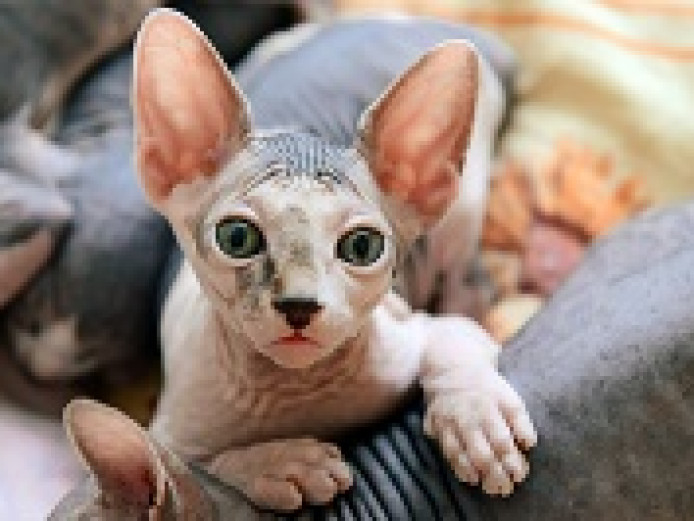 Sphynx kitten for sale 