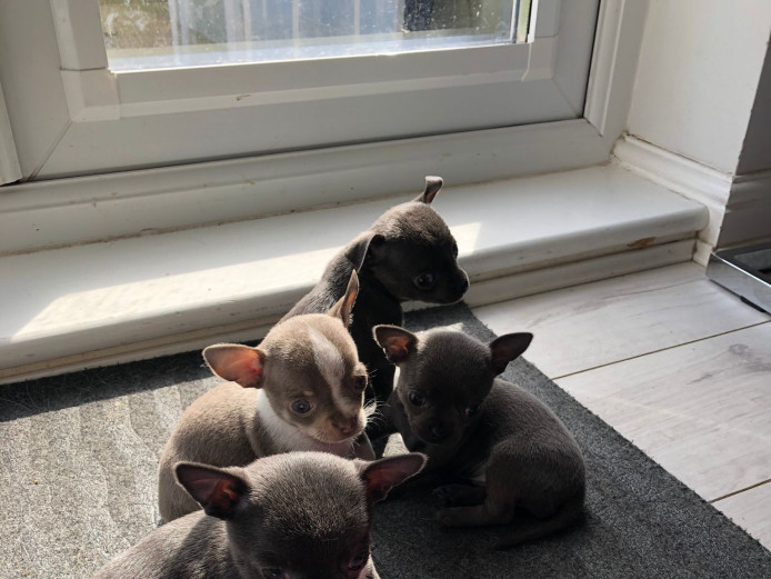 Tiny chihuahua girls