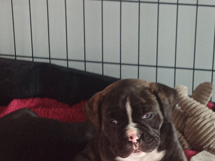 Stunning NEBBR registered olde tyme bulldogs 