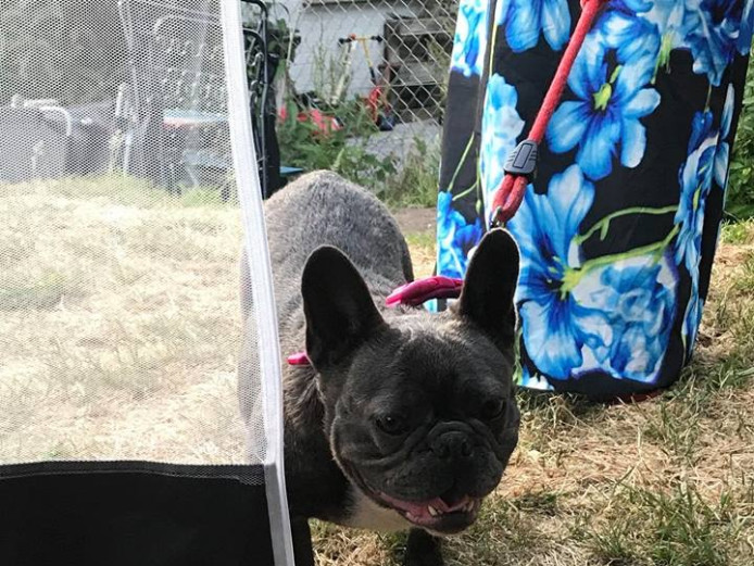 Stunning female French bulldog 