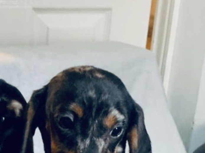 Dachshund  dapple boy