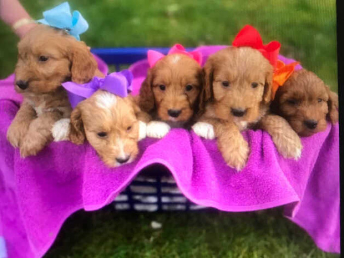 Beautiful fox red cockapoos in Barnsley