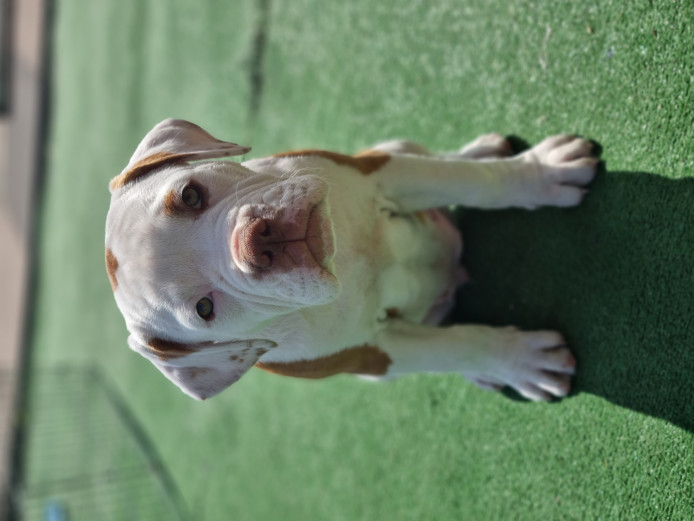 American bulldog X Old english