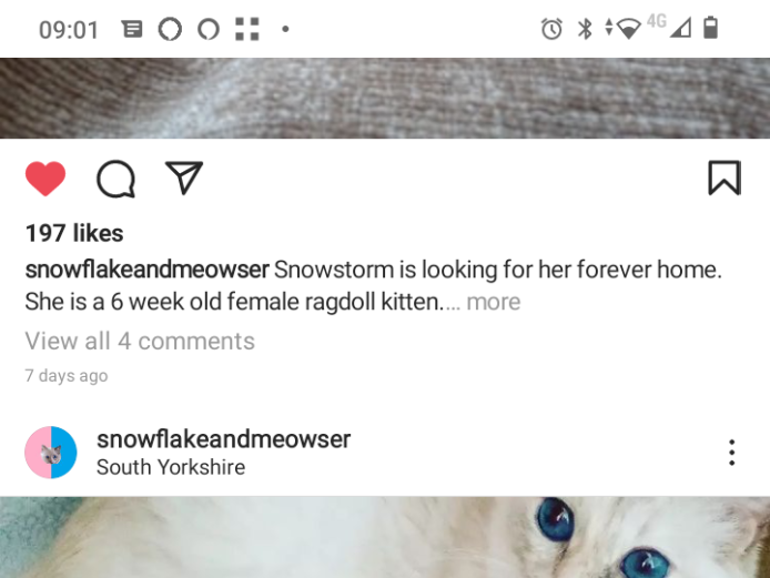 Last one - Female Pedigree Ragdoll Kittens  blue eyed and flop