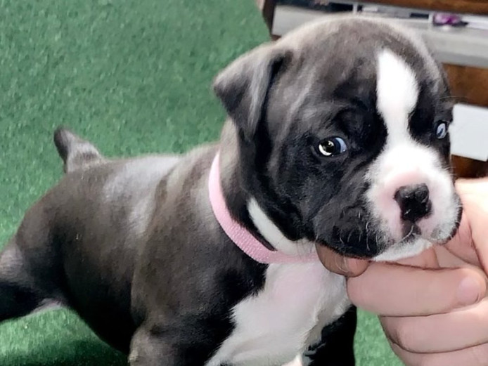 American Bully (Micro)