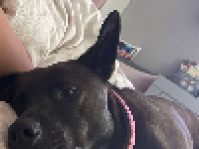 Shar pei looking for her for ever home 