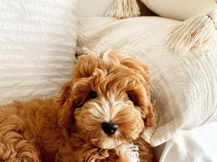 Cockapoo Puppies Ready.