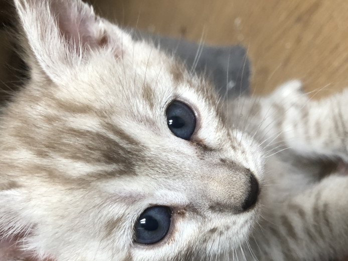 Pure Pedigree Bengal Kittens For Sale