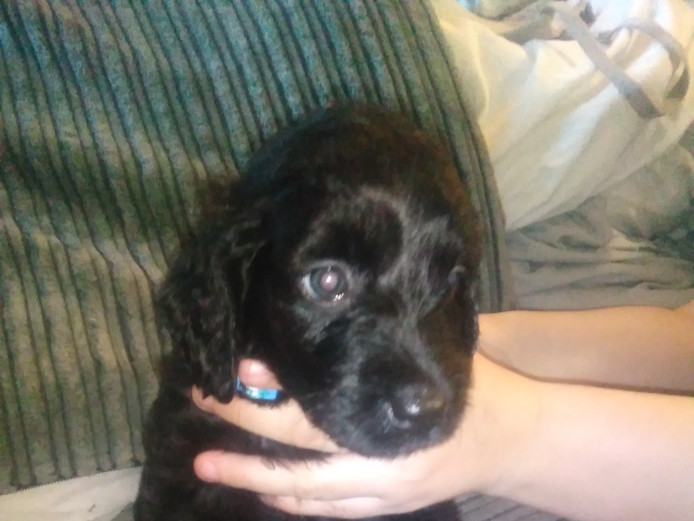 8 week old male f2 cockapoo for sale 