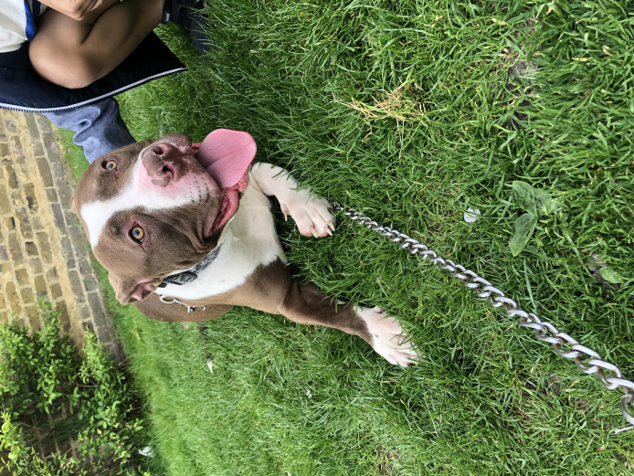 XL BULLY FEMALE £300
