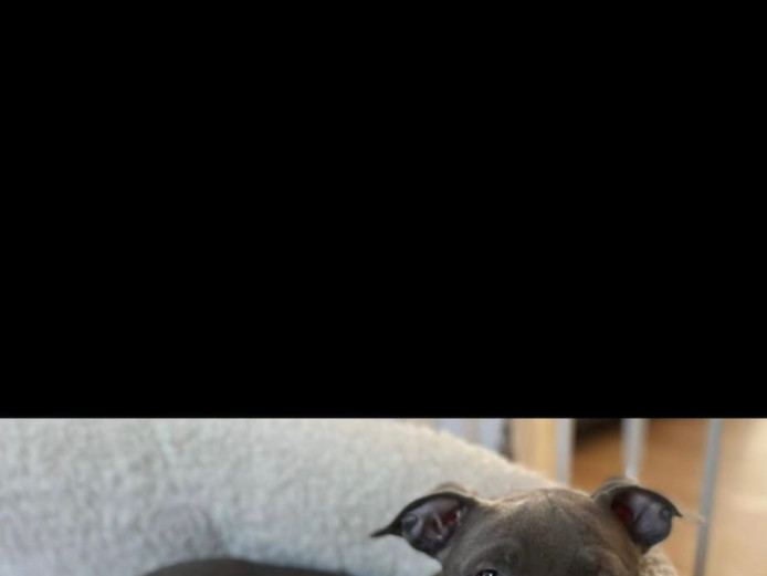 Female pocket bully puppy