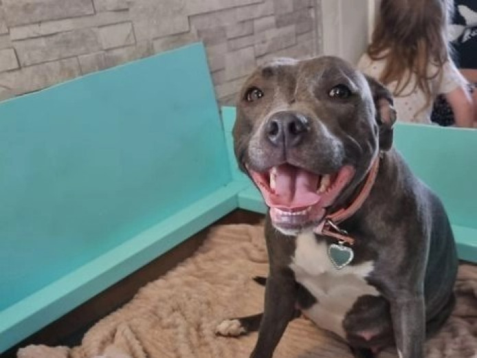 Staffordshire Bull Terrier Puppies