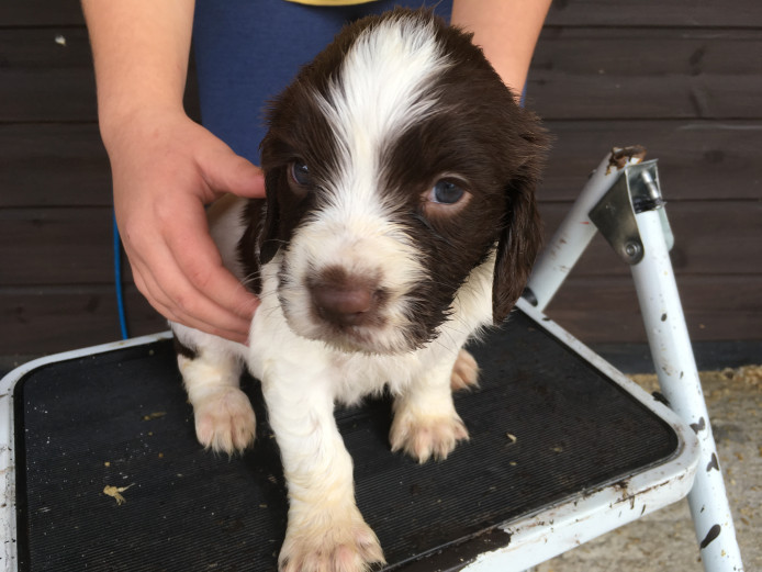 Springer Spaniel puppies 3 boys ready now 