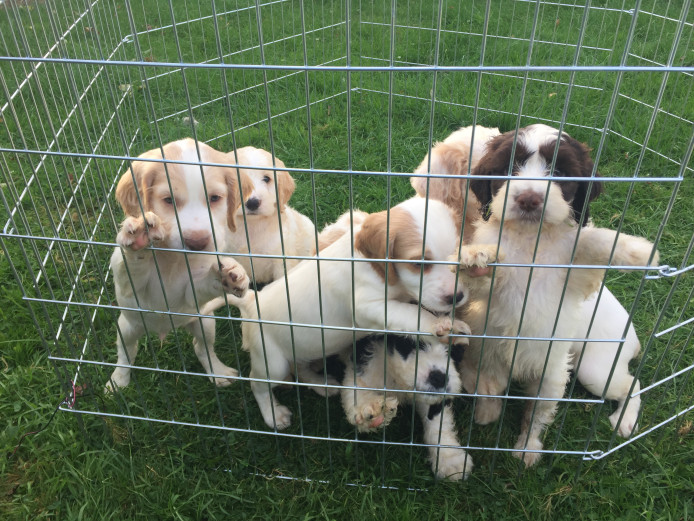 Gorgeous Cockapoo puppys