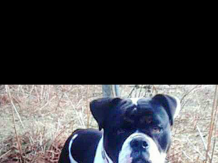 Black tri old English bulldog Old Tyme Bulldog for Sale Near Me in Doncaster Mypetzilla UK