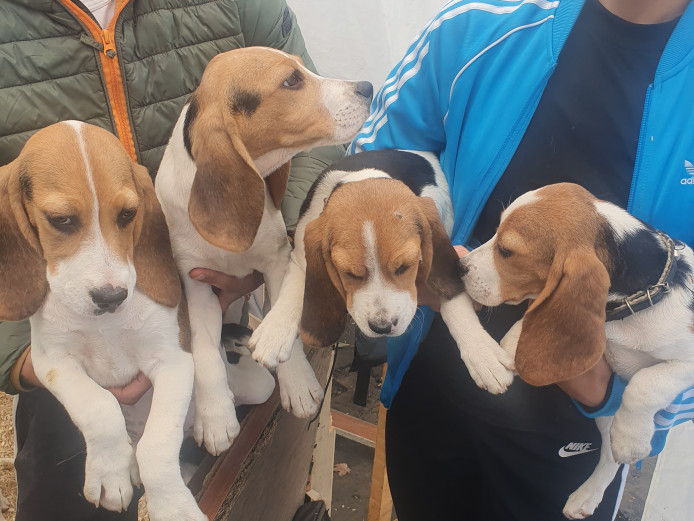 Beagle pups for sale