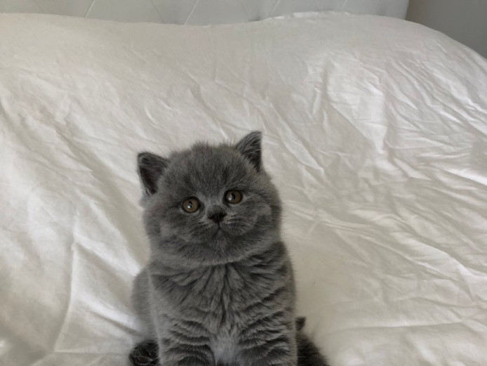 Scottish Fold kittens