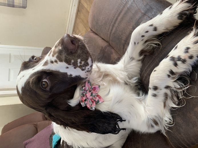 Gorgeous sprockapoo puppies