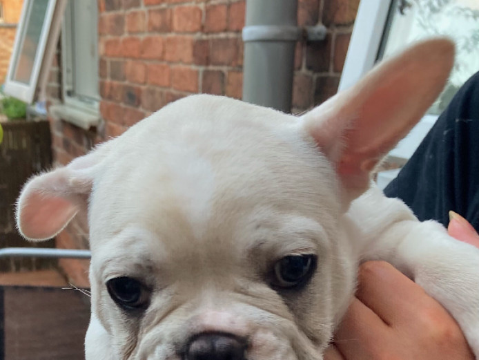 KC Registered French Bulldogs 