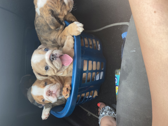 English bulldog puppies 