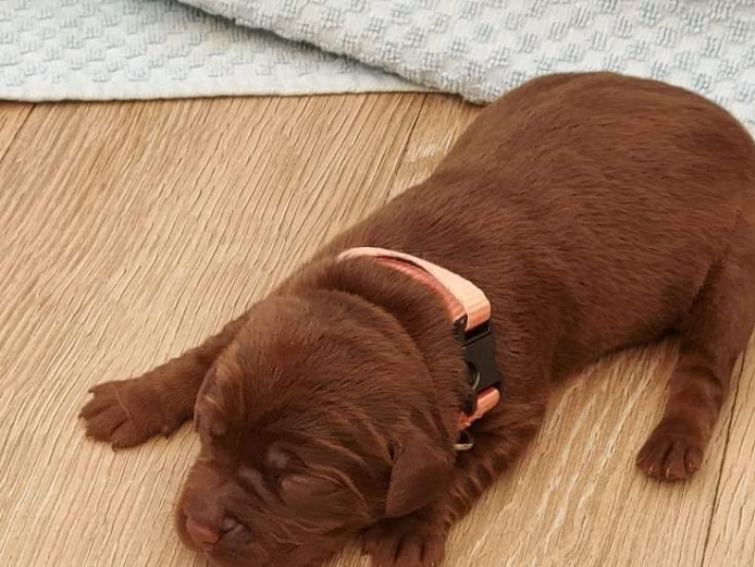 7 chunky lab puppies 