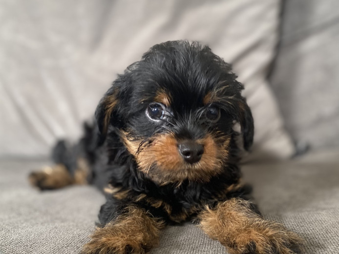 READY TO LEAVE Chorkie Pups